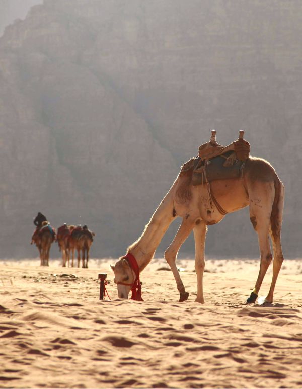 camels in desert