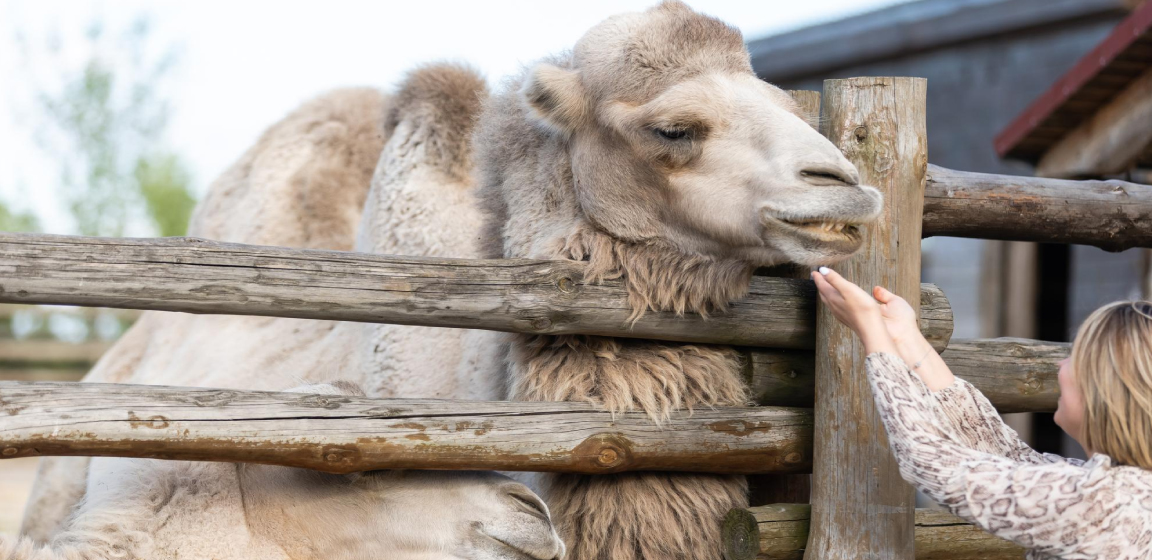 Camel Farm Visit
