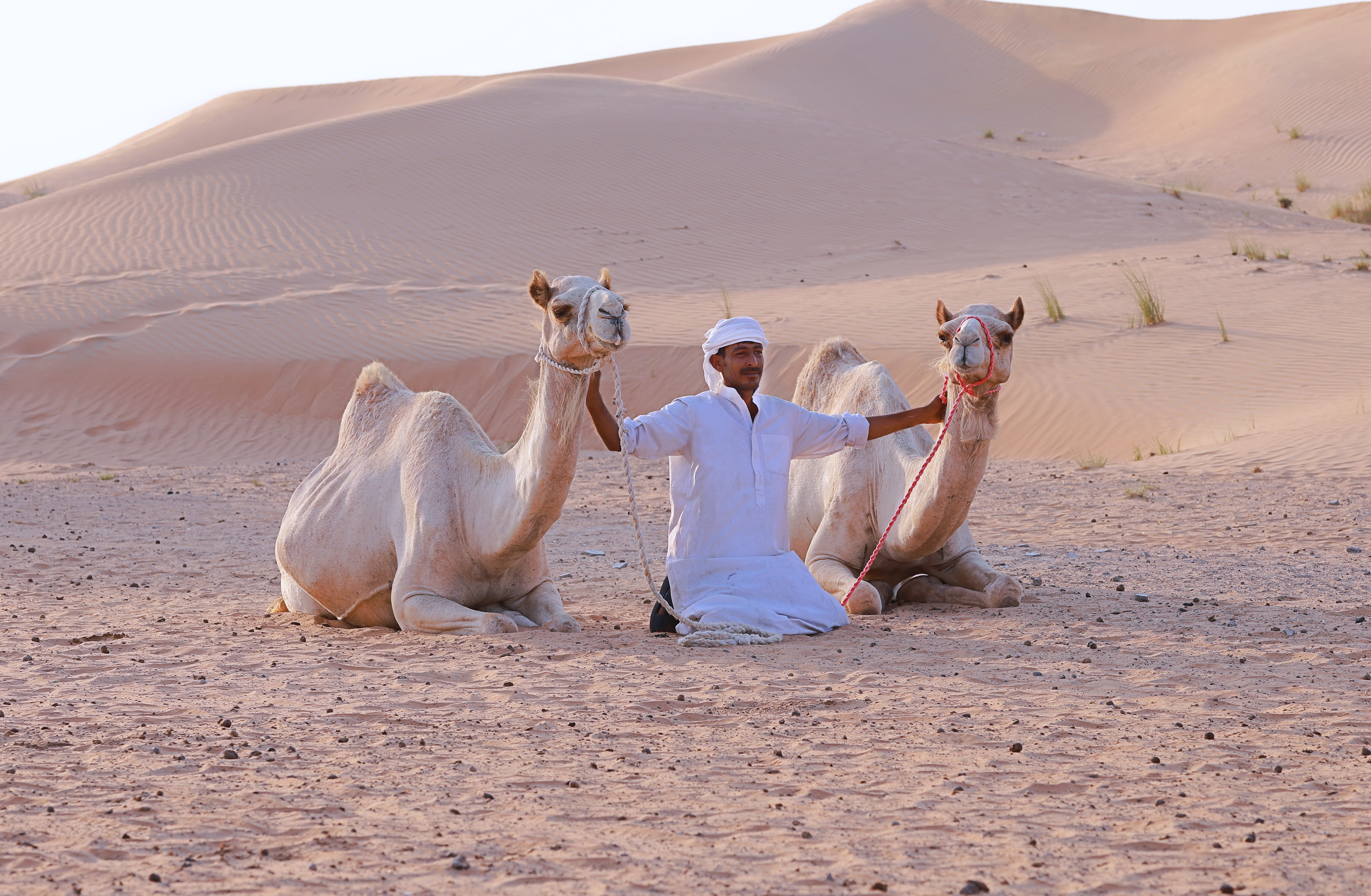 camel farm visit dubai