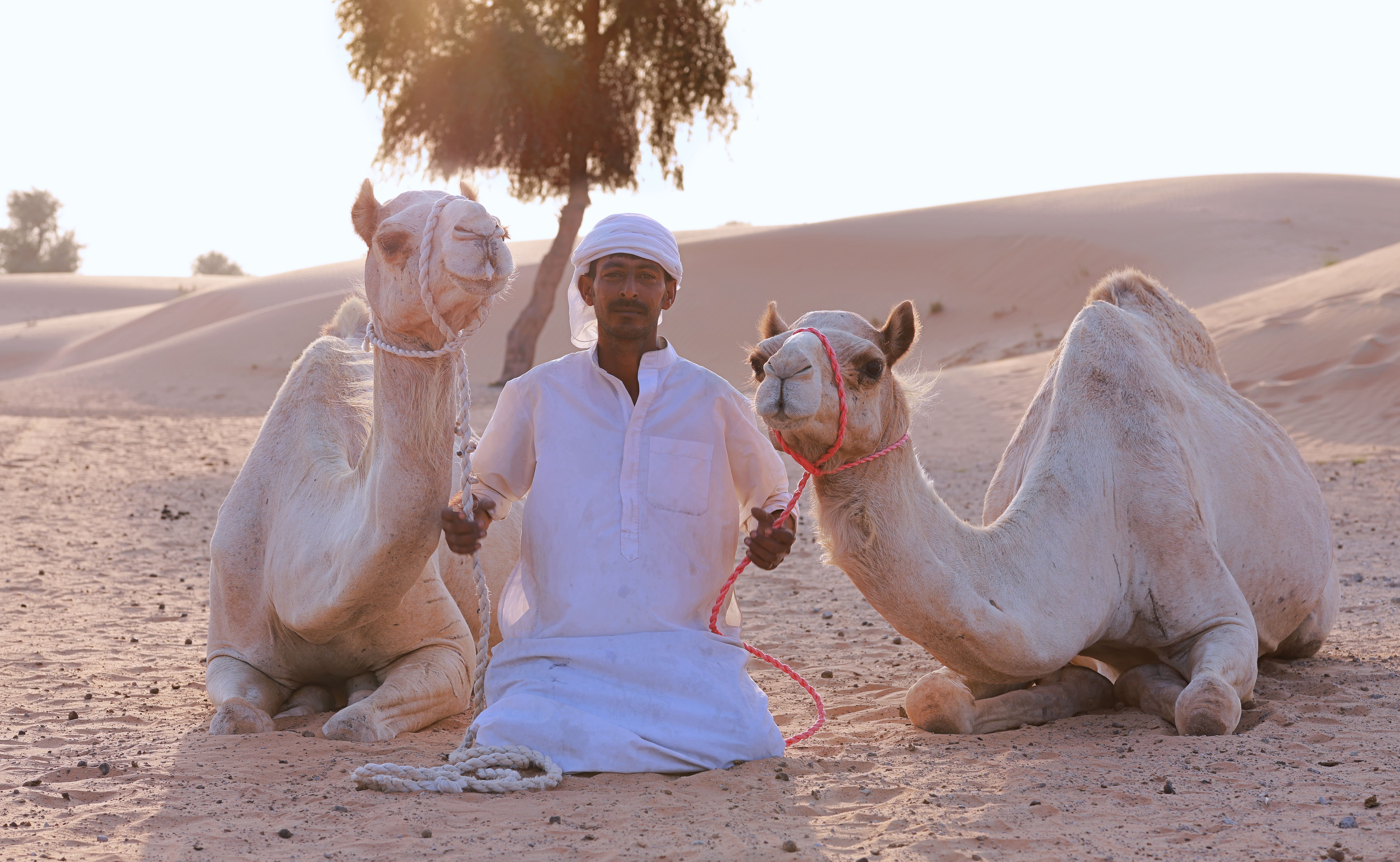 camel tour in dubai