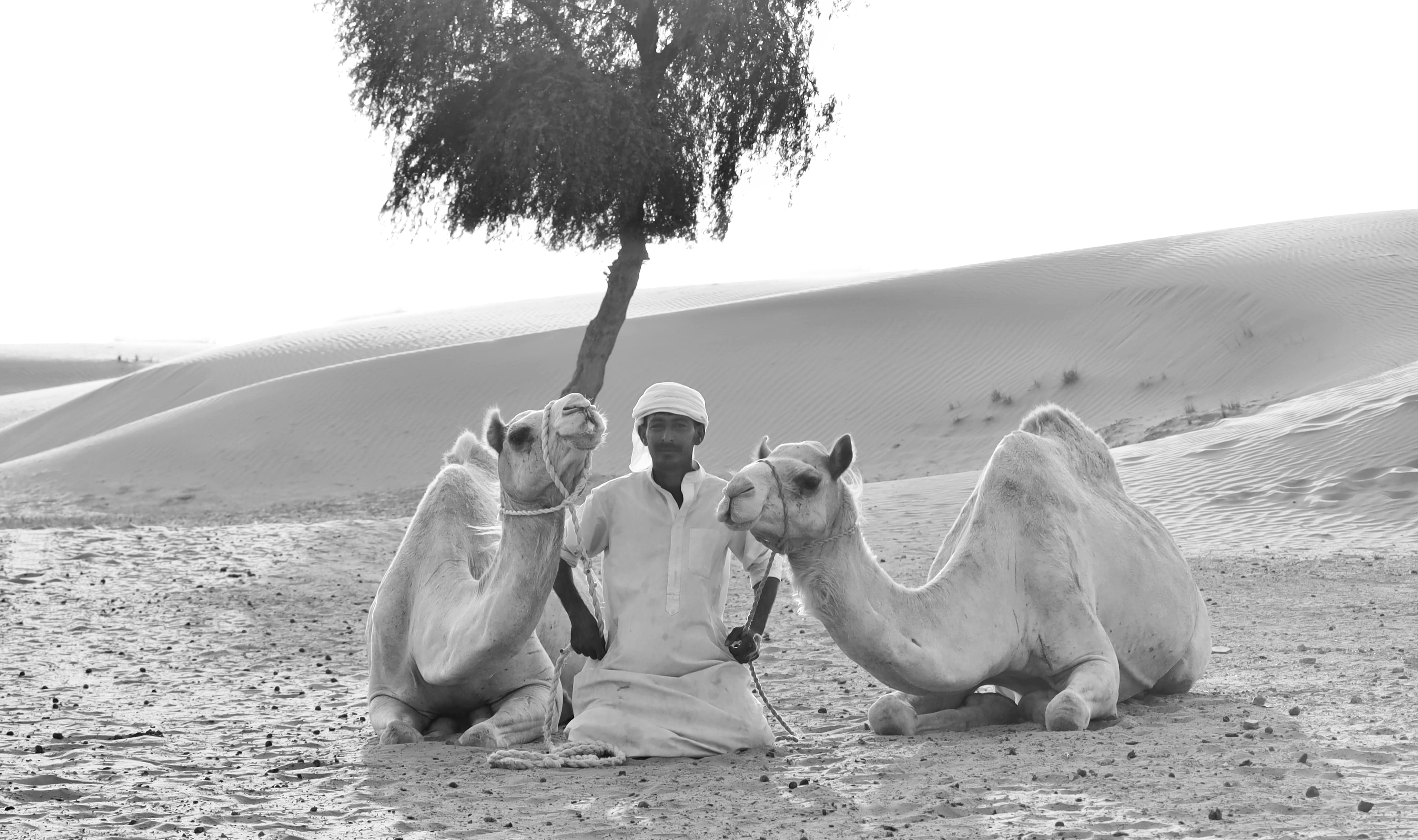 camel tour dubai