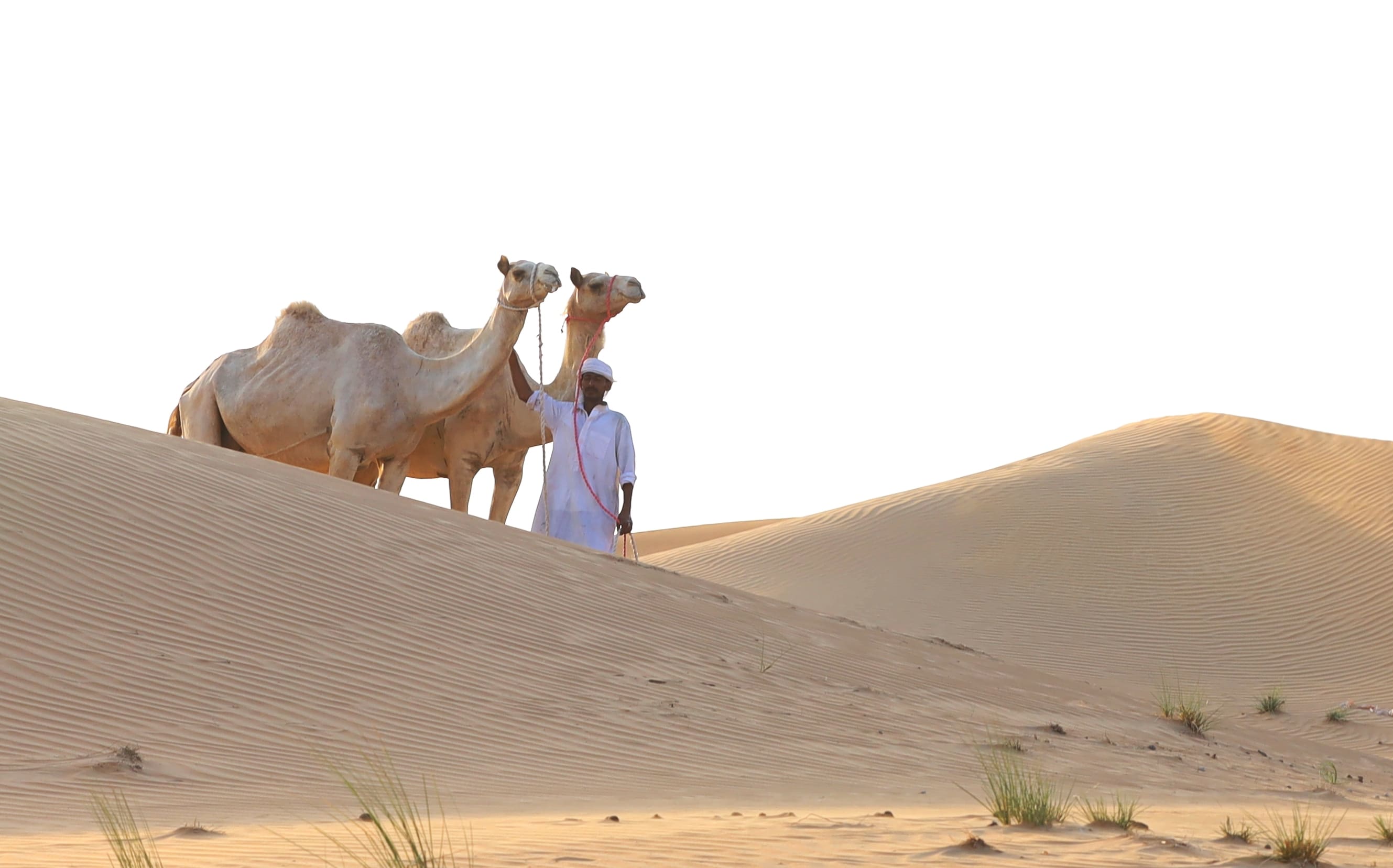 camel farm tour dubai